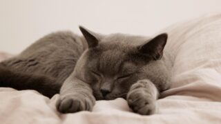 【なるべく安め】折りたたみベッド用、厚みのある二つ折りマットレスを紹介